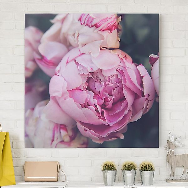 Leinwandbild Blumen - Quadrat Pfingstrosenblüte Shabby günstig online kaufen