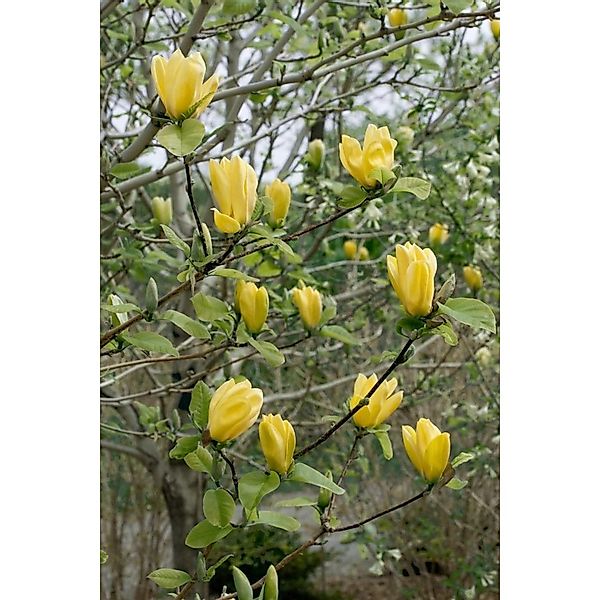 Magnolia Brooklynensis Yellow Bird Gelb 125–150 cm günstig online kaufen