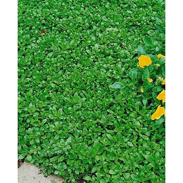 Sedum Hybridum Immergrünchen Fetthenne Ca. 9x9 cm Topf günstig online kaufen