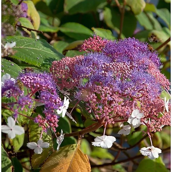 Fellhortensie Kawakami 40-60cm - Hydrangea aspera günstig online kaufen