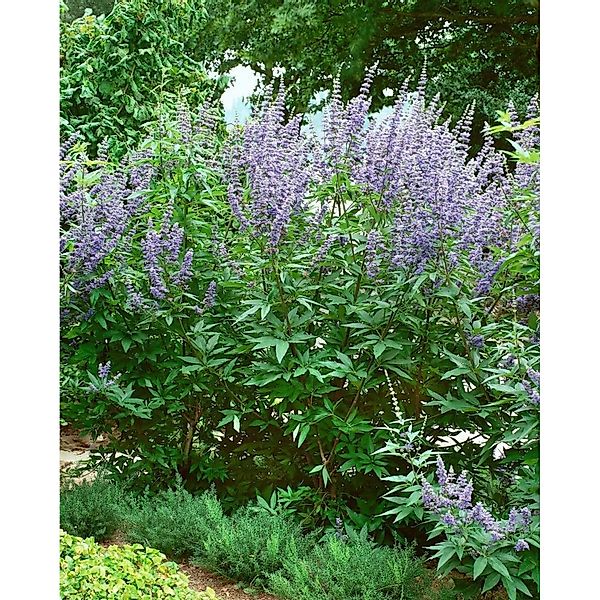 Vitex Agnus-Castus Mönchspfeffer 40–60 cm günstig online kaufen