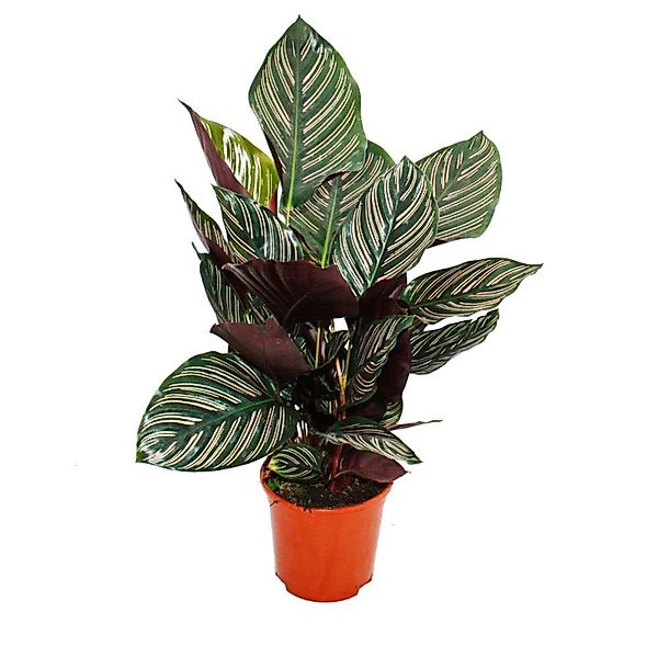Exotenherz Schattenpflanze mit Ausgefallenem Blattmuster Calathea Ornata 14 günstig online kaufen