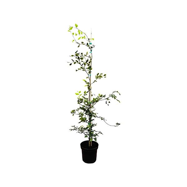 Fagus sylvatica 125-150 cm günstig online kaufen