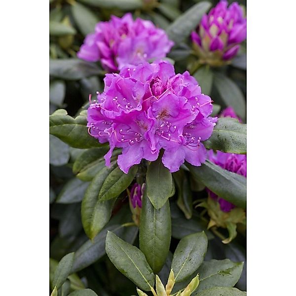 Rhododendron Hybr. Lees Dark Purple Dunkelviolett 60–70 cm günstig online kaufen