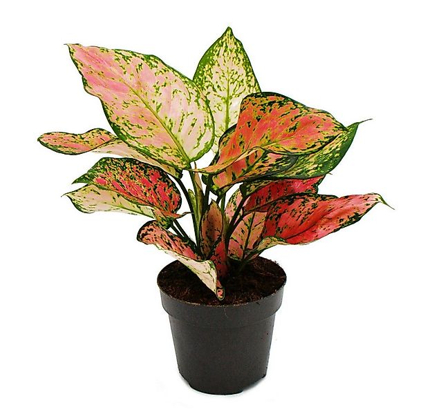 Exotenherz Zimmerpflanze Aglaonema Buntblättriger Kolbenfaden Ausgefallene günstig online kaufen