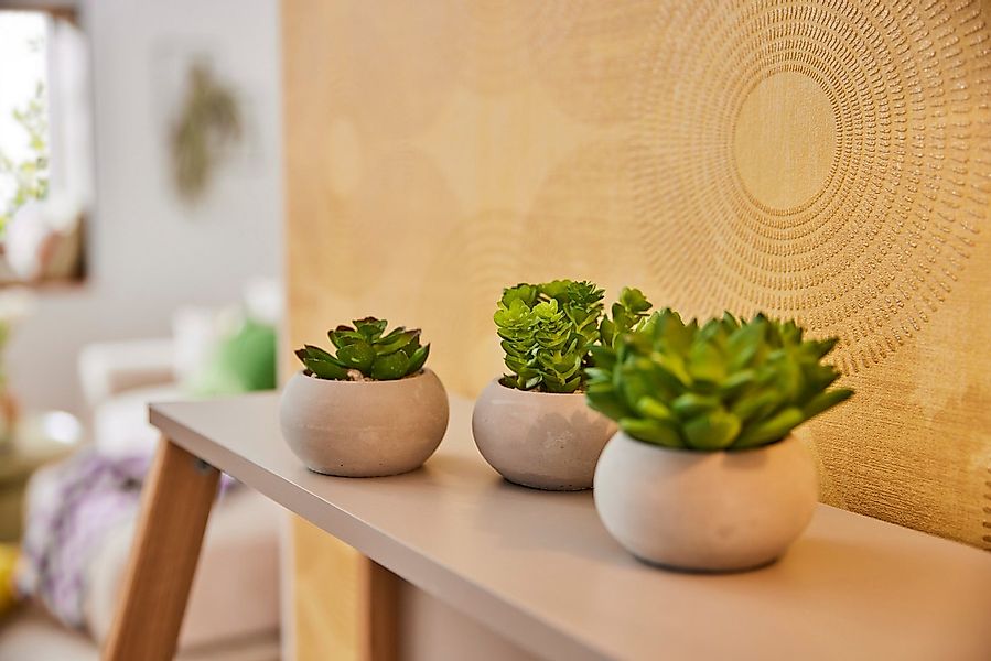 Kunstpflanze Sukkulenten, Creativ green günstig online kaufen