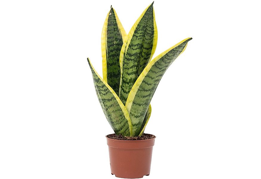 Flowerbox Zimmerpflanze Bogenhanf - Sansevieria trifasciata, pflegeleicht - günstig online kaufen