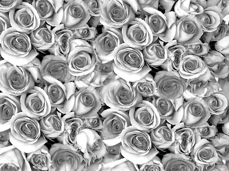 Papermoon Fototapete »graue Rosen« günstig online kaufen