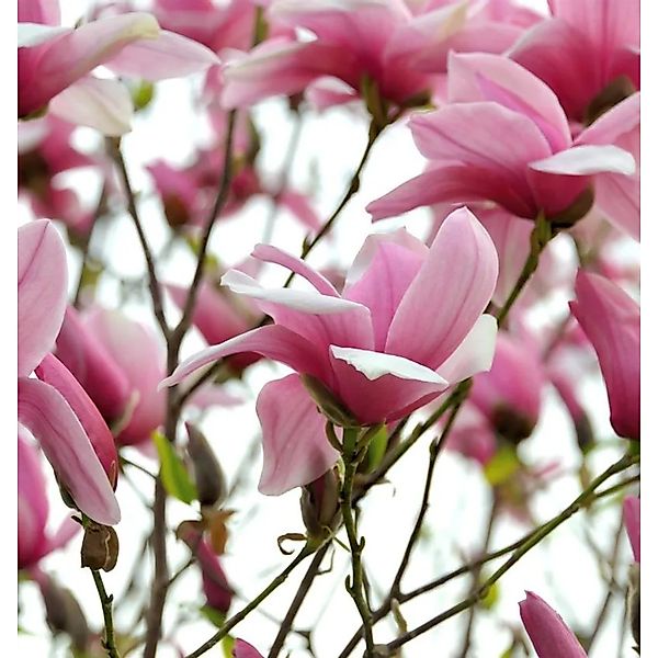 Chinesische Yulan Magnolie Festirose 80-100cm - Magnolia denudata günstig online kaufen