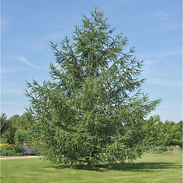 Japanische Lärche 100-125cm - Larix kaempferi günstig online kaufen