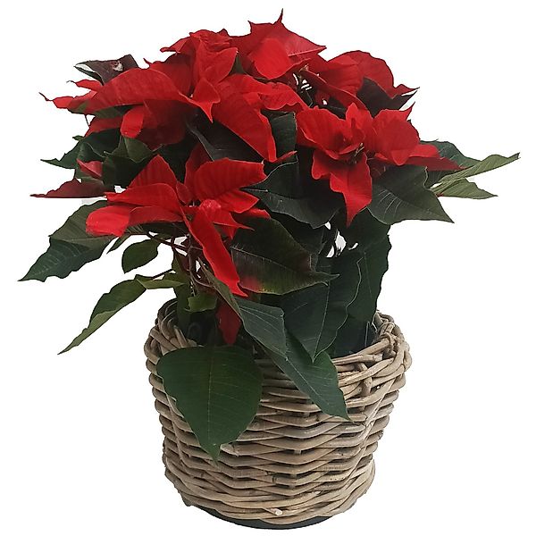 Van der Leeden Blumentopf Blumenkorb Pflanzkorb günstig online kaufen