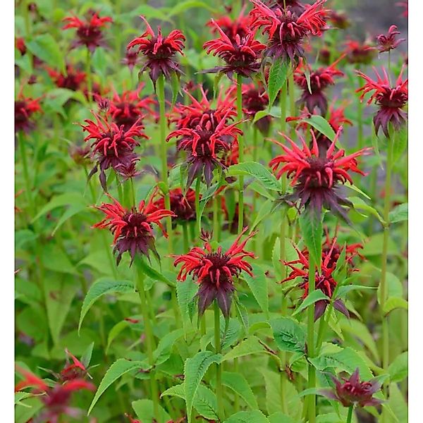Indianernessel Squaw - Monarda didyma günstig online kaufen