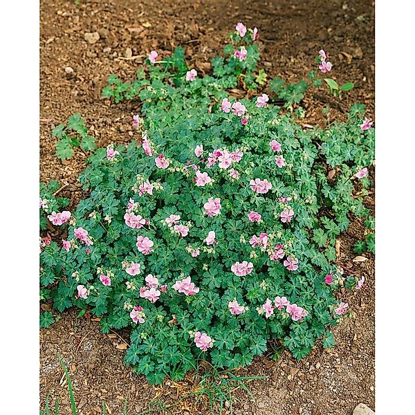 Geranium Cantabrigiense Biokovo Cambridge Storchschnabel Ca. 12 cm Topf günstig online kaufen