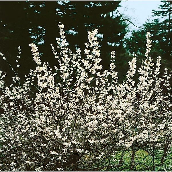 Abeliophyllum Distichum Schneeforsythie Roseum 60-80 cm günstig online kaufen