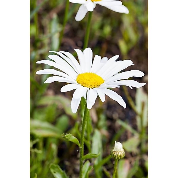 Leucanth.X Sup.Silberprinzesschen Gen. Ca. 9x9 cm Topf günstig online kaufen