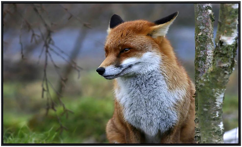 Papermoon Infrarotheizung »Roter Fuchs« günstig online kaufen