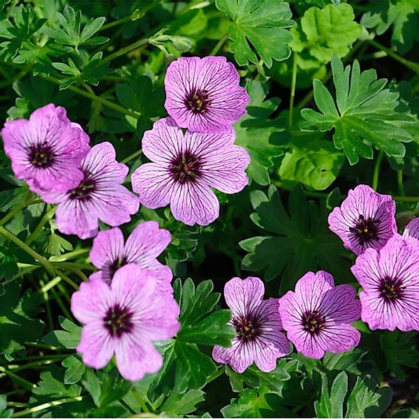 Storchenschnabel Ballerina - Geranium cinereum günstig online kaufen