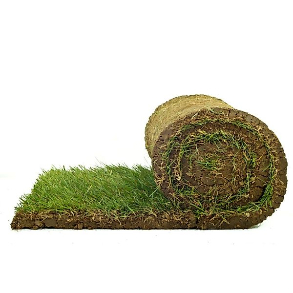 Premium-Rollrasen je m² Bestellmenge 30-39 m² günstig online kaufen