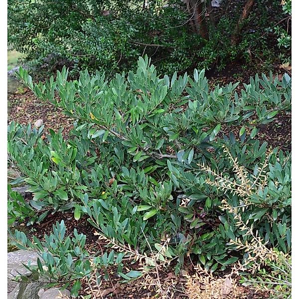 Traubiger Zweigriffel Blue Cascade 80-100cm - Distylium günstig online kaufen