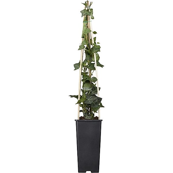 Großblättriger Irischer Efeu ca. 40 - 60 cm Topf-Ø ca. 17 cm Hedera hiberni günstig online kaufen