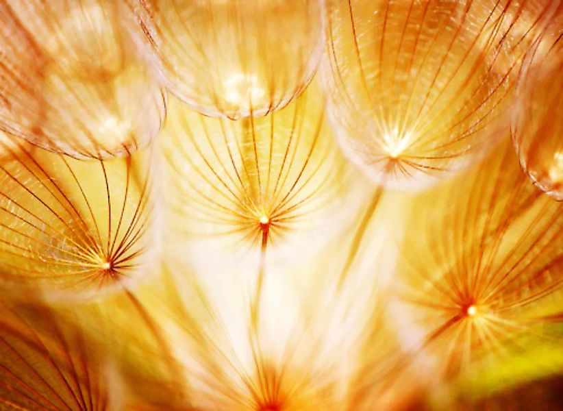 Papermoon Fototapete »Soft Dandelion Flowers« günstig online kaufen