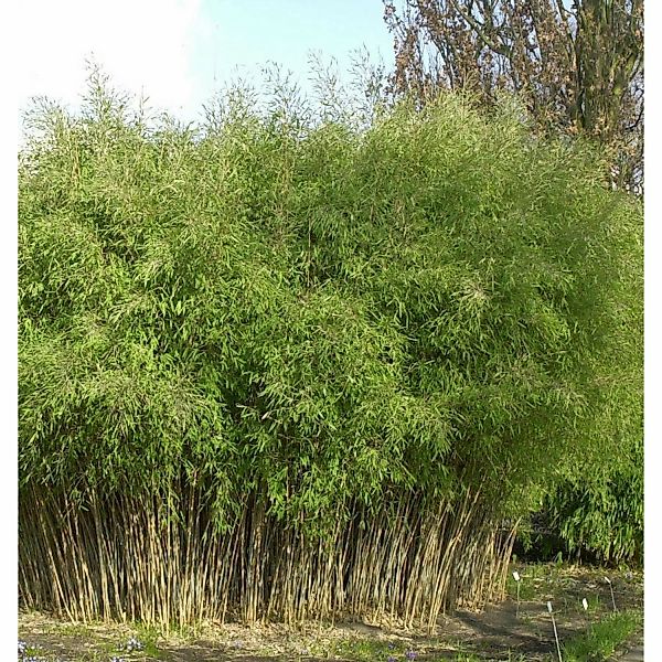Schwarzer Gartenbambus 60-80cm - Fargesia nitida günstig online kaufen