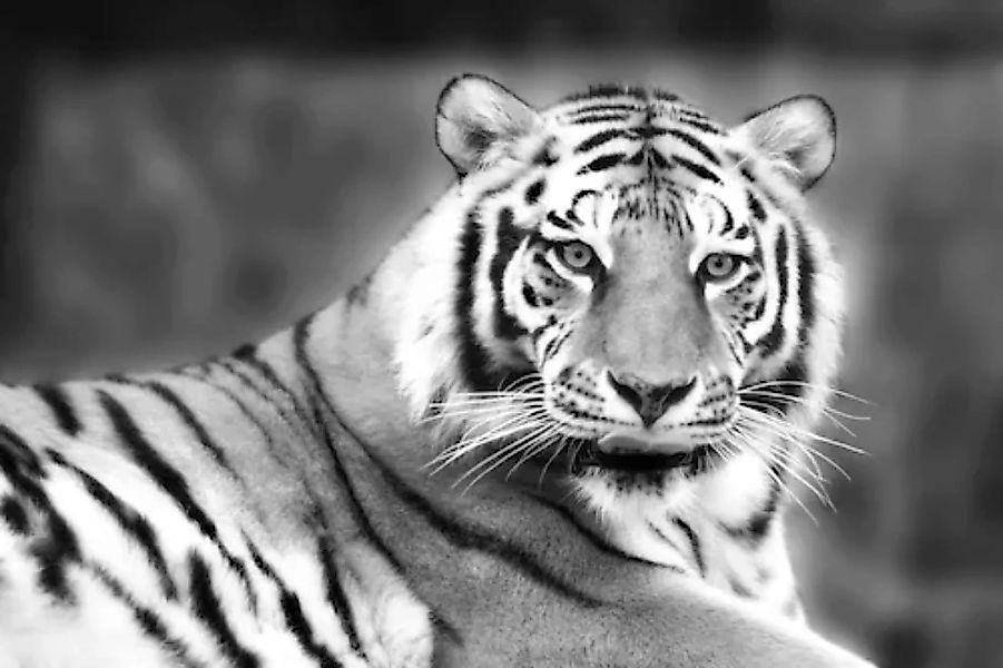Papermoon Fototapete »Tiger Schwarz & Weiß« günstig online kaufen