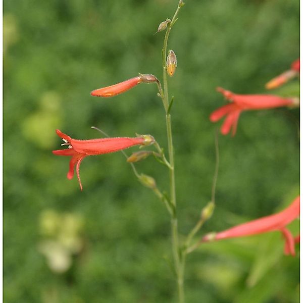 Kiefernblättriger Bartfaden - Penstemon pinifolius günstig online kaufen