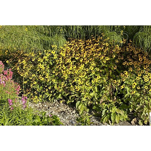 Rudbeckia Triloba Dreilappiger Sonnenhut Ca. 9x9 cm Topf günstig online kaufen