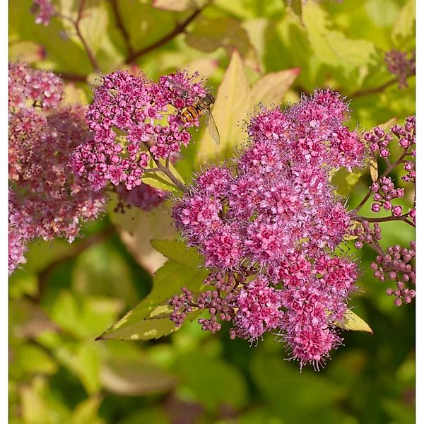 Sommerspierstrauch Goldflame 30-40cm - Spiraea japonica günstig online kaufen