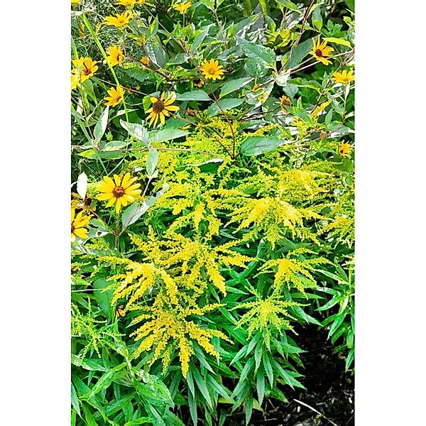 Solidago X Cult. Strahlenkrone Goldrute Ca. 9x9 cm Topf günstig online kaufen