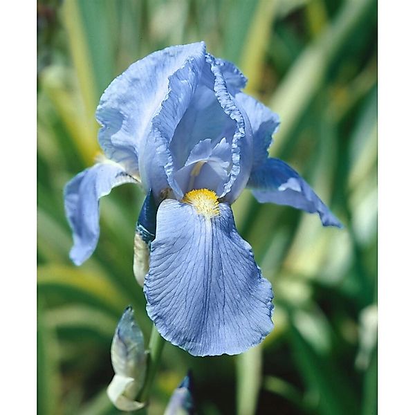 Iris X Barb.-Elat.'Empress Of India' Schwertlilie Ca. 11x11 cm Topf günstig online kaufen