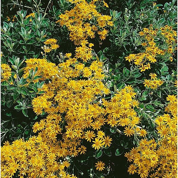 Senecio Doria Ca. 9x9 cm Topf günstig online kaufen