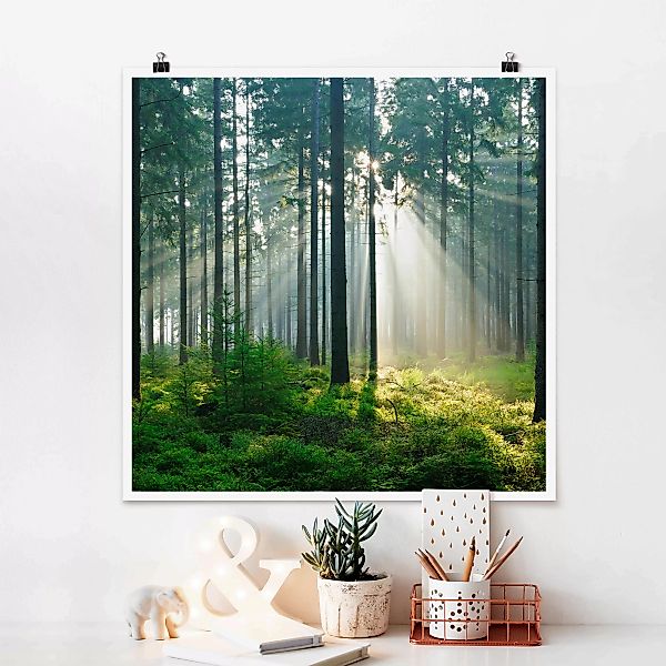 Poster - Quadrat Enlightened Forest günstig online kaufen