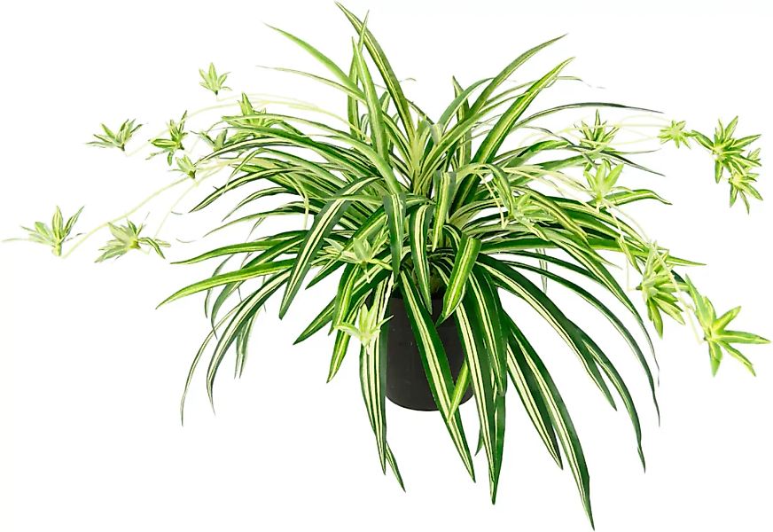 I.GE.A. Kunstpflanze "Wasserlilie", Im Topf günstig online kaufen