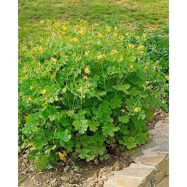 Chelidonium Majus Schöllkraut Ca. 9x9 cm Topf günstig online kaufen