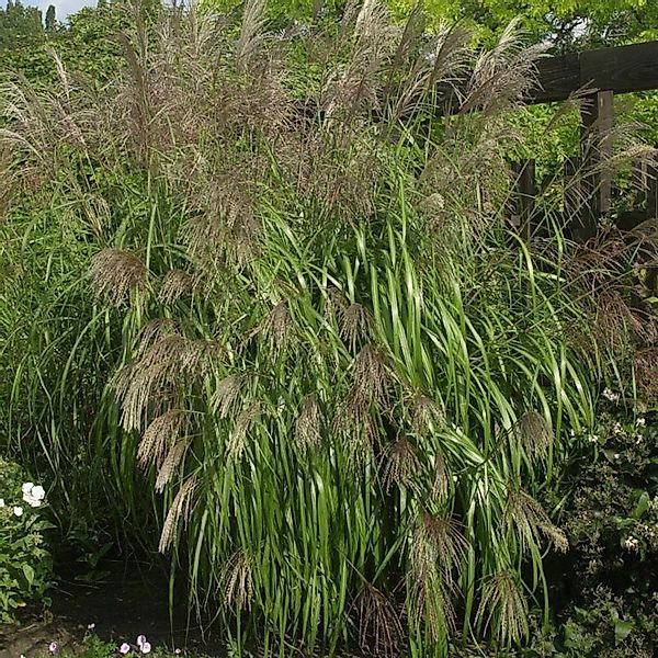 Chinaschilf Gnom - Miscanthus sinensis günstig online kaufen