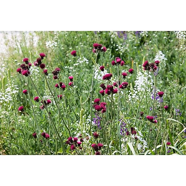 Cirsium Rivulare Atropurpureum Bachkratzdistel Ca. 11x11 cm Topf günstig online kaufen
