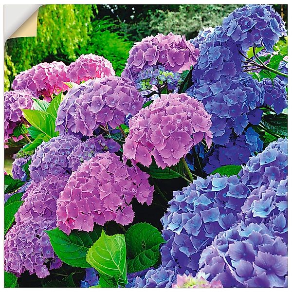 Artland Wandbild Hortensien im Garten, Blumen günstig online kaufen