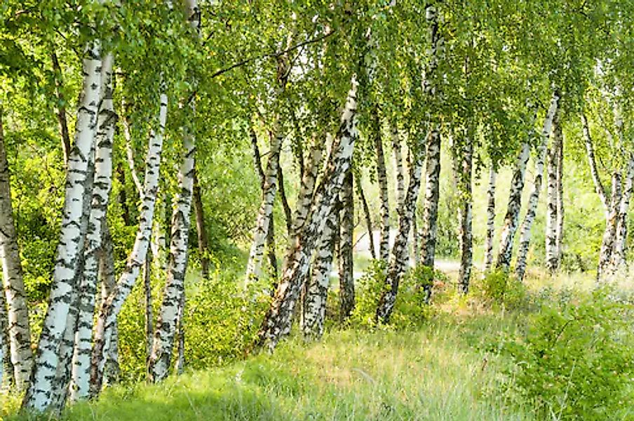 Papermoon Fototapete »Birch Tree Forest« glatt günstig online kaufen
