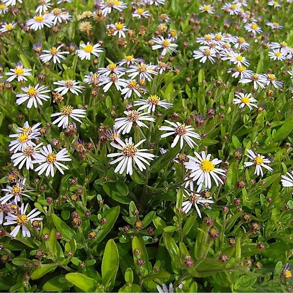 Herbstaster Adustus Nanus - Aster ageratoides günstig online kaufen