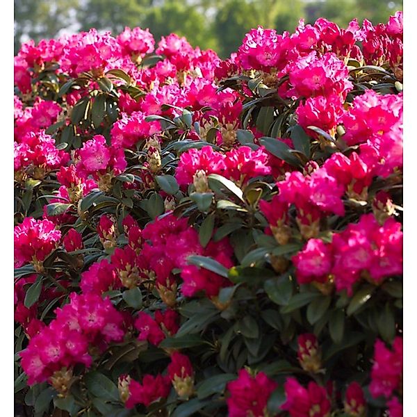 Großblumige Rhododendron Karl Naue 40-50cm - Alpenrose günstig online kaufen