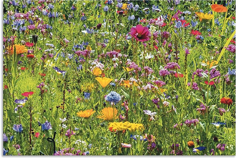 Artland Wandbild "Bunte Blumenwiese" Blumenwiese 1 Stk. tlg. als Alubild, O günstig online kaufen