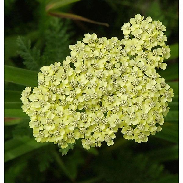 Schafgarbe Anthea - Achillea millefolium günstig online kaufen