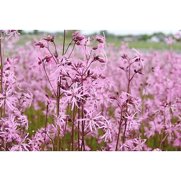 Lychnis Flos-Cuculi Kuckuckslichtnelke Ca. 9x9 cm Topf günstig online kaufen
