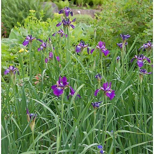 Sibirische Schwertlilie Red Flare - Iris sibirica günstig online kaufen