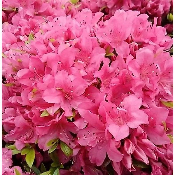 Kriechende Immergrüne Zwerg Azalee Talamanca 40-50cm - Rhododendron nakahar günstig online kaufen