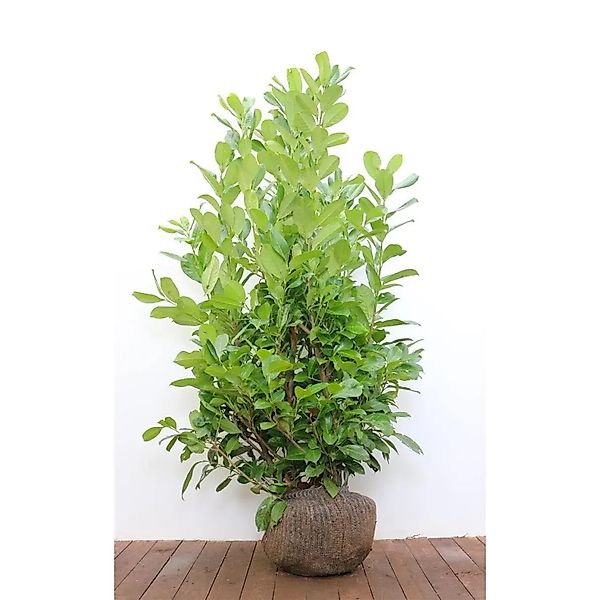 Prunus,aurocerasus 'Rotundifolia' 125-150 cm günstig online kaufen