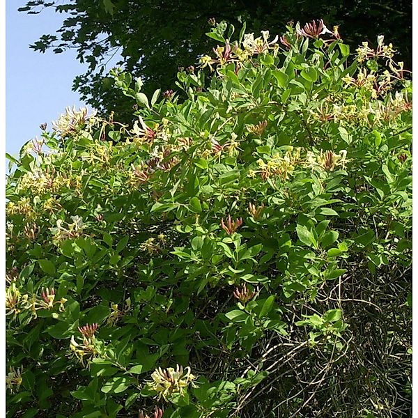 Waldgeisblatt Graham Thomas 40-60cm - Lonicera periclymenum günstig online kaufen