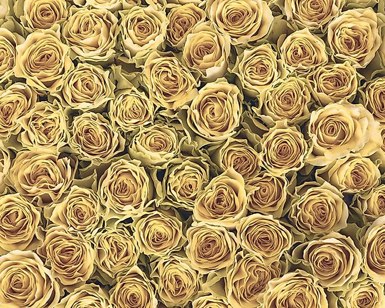Fototapete "Golden Roses" 4,00x2,67 m / Strukturvlies Klassik günstig online kaufen